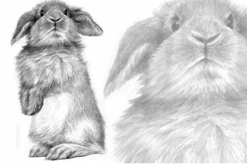 Как нарисовать кролика поэтапно легко и просто карандашом