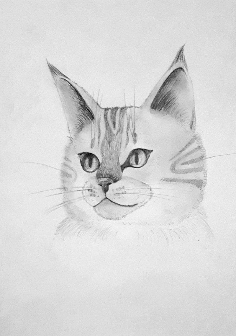 Как нарисовать кошку простым карандашом